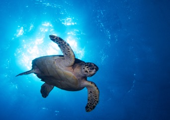 Turtle